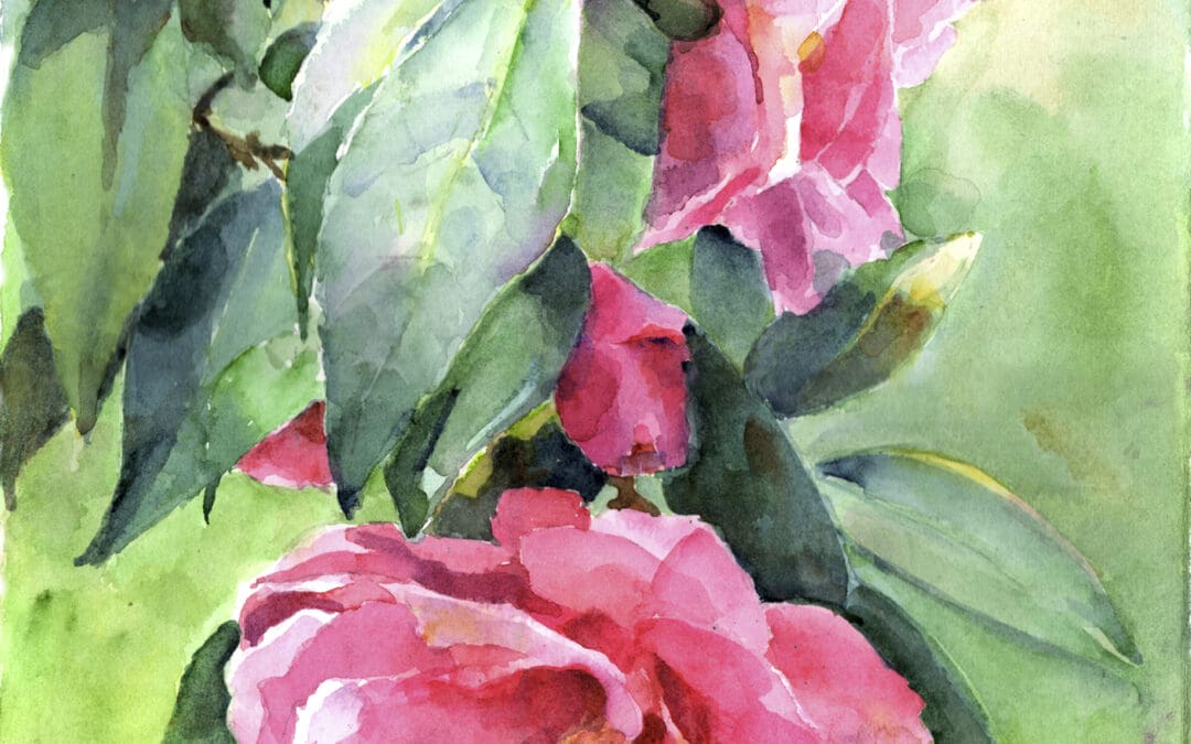Camellias