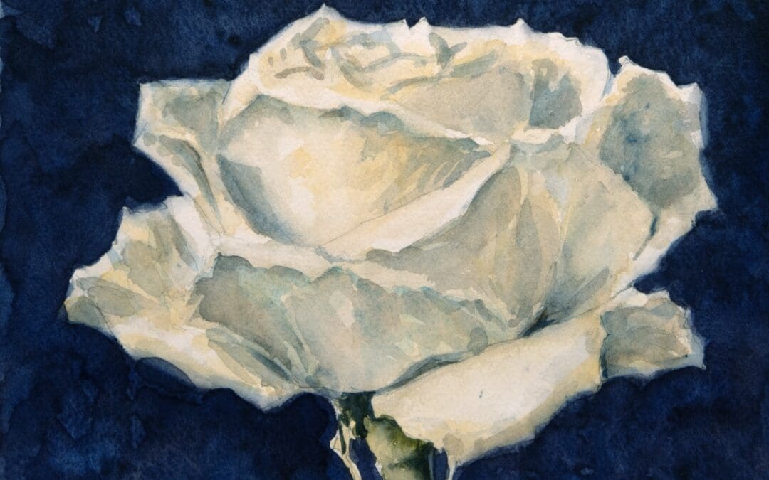 White Rose