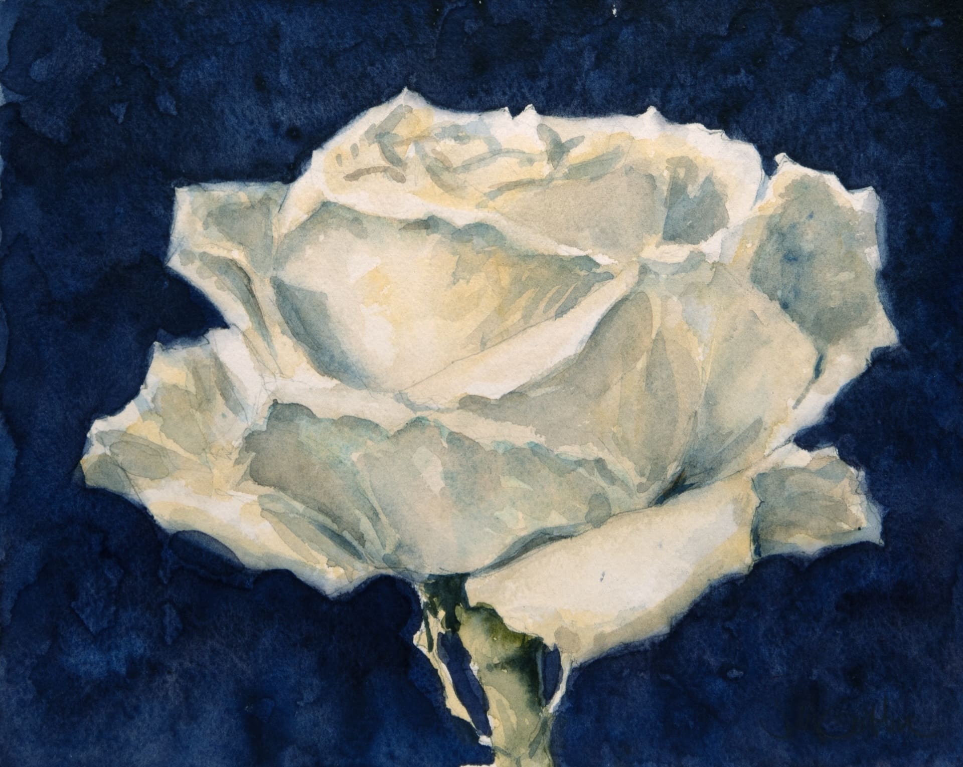 white-rose-org