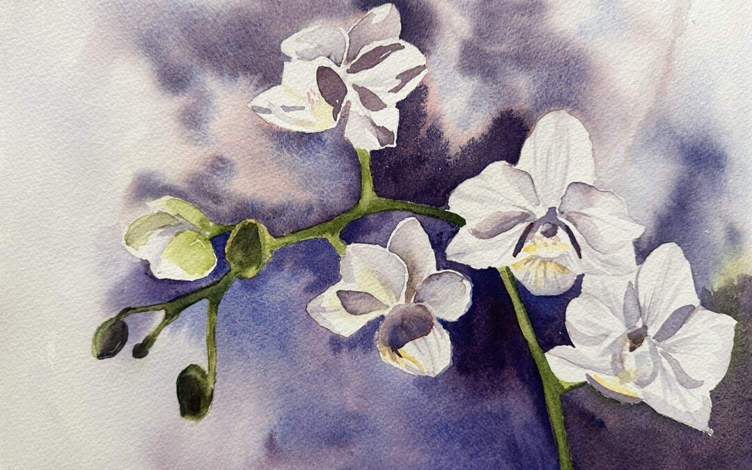 Phalaenopsis