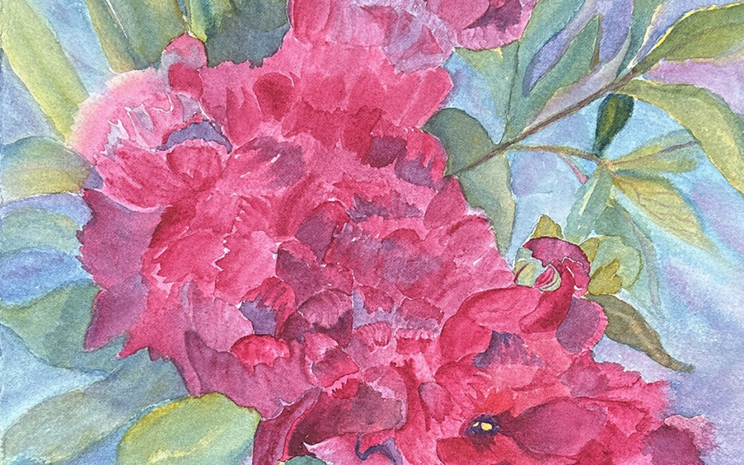 Profusion of Peonies