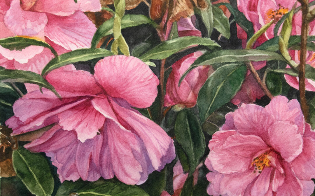 Spring Camellias