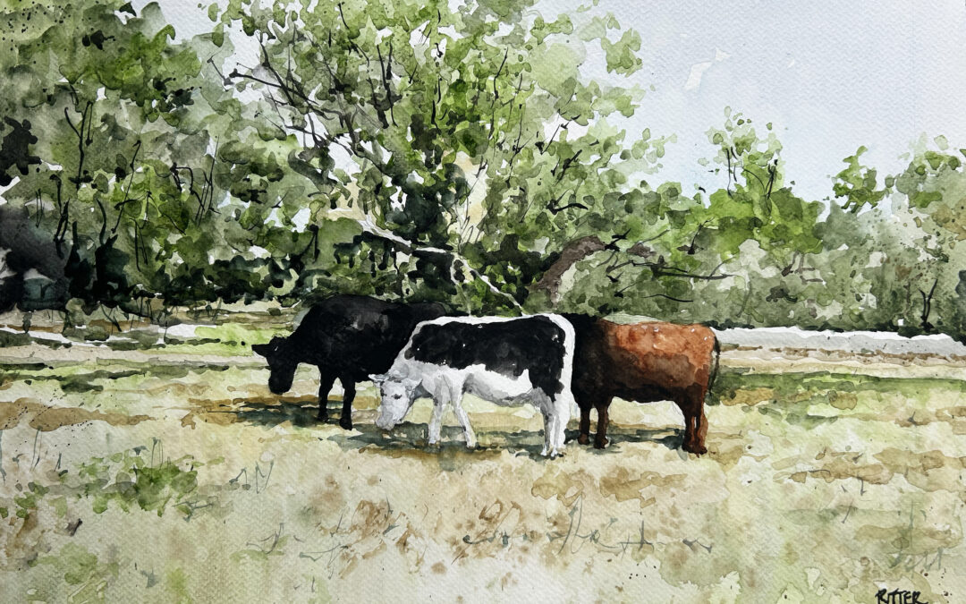 Dedham Cows