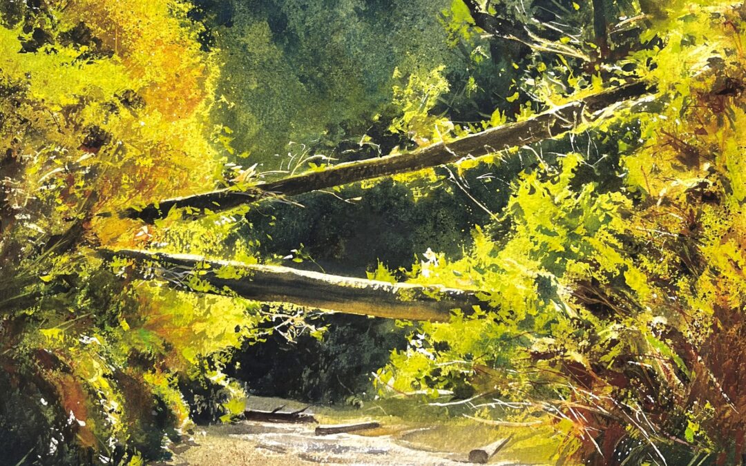 Fern Canyon Morning