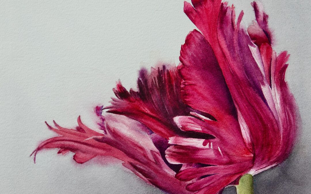 First Spring Tulips III