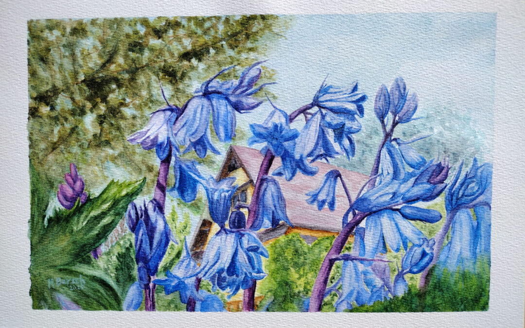 Bluebells at Tennant Lake