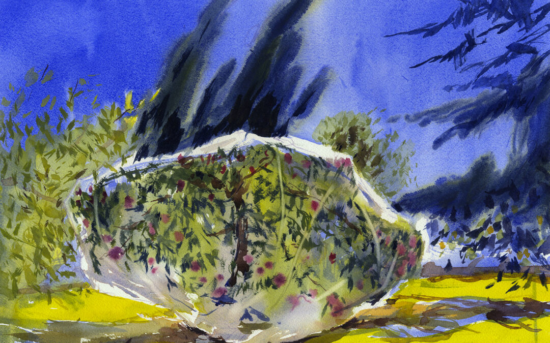 Veiled apple tree