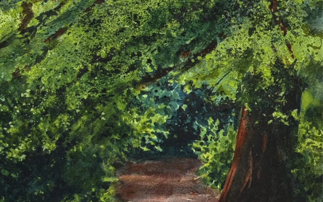 Cedar by the Path