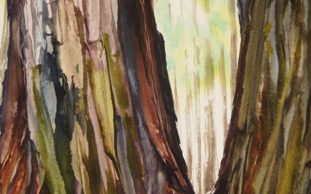 Redwood Pair